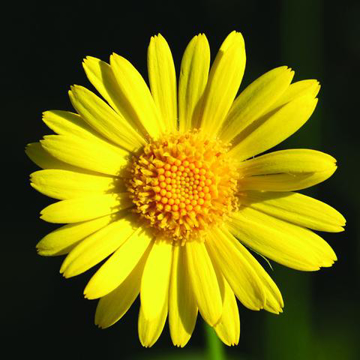 Leopardsbane Bailey Flower Essence - 10ml stock Leopardsbane Bailey Flower Essence - 10ml stock