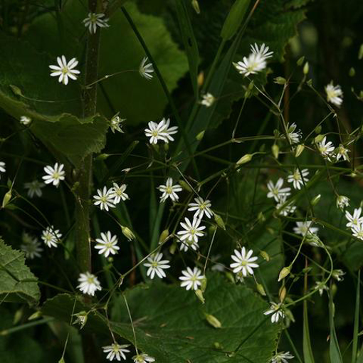 Lesser Stitchwort Bailey Flower Essence - 10ml stock