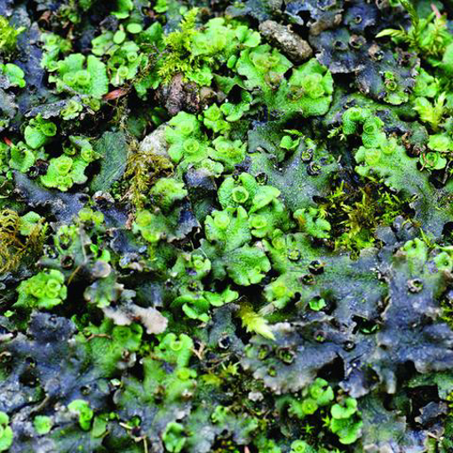 Lichen Bailey Flower Essence - 10ml stock