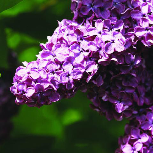 Lilac Bailey Flower Essence - 10ml stock