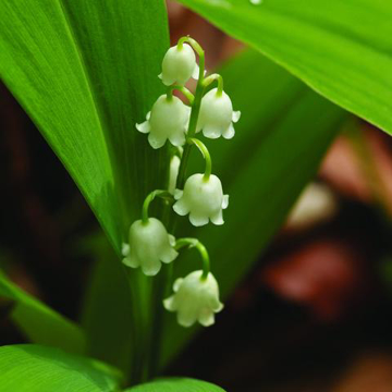 Lily of the Valley Bailey Flower Essence - 10ml stock Lily of the Valley Bailey Flower Essence - 10ml stock