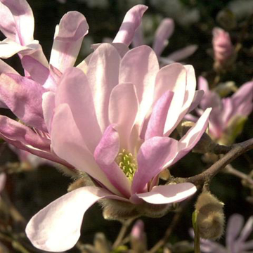 Magnolia Bailey Flower Essence - 10ml stock - 10ml stock Magnolia Bailey Flower Essence - 10ml stock - 10ml stock