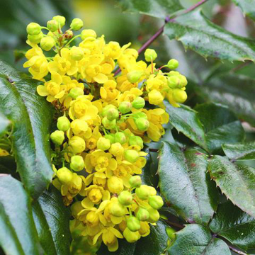Mahonia Bailey Flower Essence - 10ml stock Mahonia Bailey Flower Essence - 10ml stock