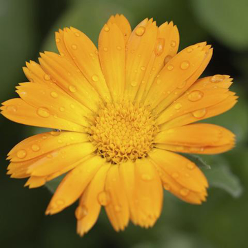 Marigold Bailey Flower Essence - 10ml stock Marigold Bailey Flower Essence - 10ml stock