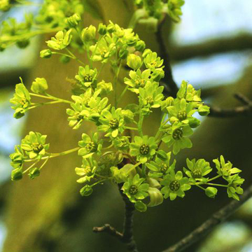 Norway Maple Bailey Flower Essence - 10ml stock Norway Maple Bailey Flower Essence - 10ml stock