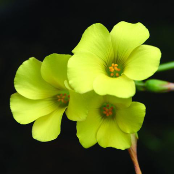 Oxalis Bailey Flower Essence - 10ml stock Oxalis Bailey Flower Essence - 10ml stock
