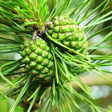 Pine Cones Bailey Flower Essence - 10ml stock Pine Cones Bailey Flower Essence - 10ml stock
