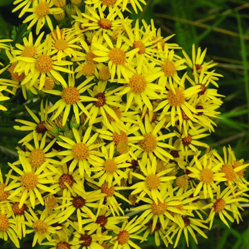 Ragwort Bailey Flower Essence - 10ml stock Ragwort Bailey Flower Essence - 10ml stock