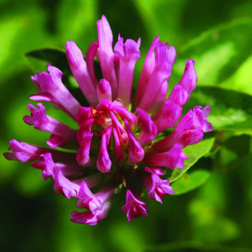 Red Clover Bailey Flower Essence - 10ml stock Red Clover Bailey Flower Essence - 10ml stock