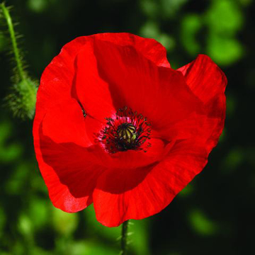 Red Poppy Bailey Flower Essence - 10ml stock Red Poppy Bailey Flower Essence - 10ml stock