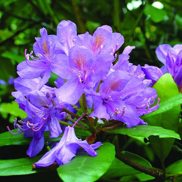 Rhododendron Bailey Flower Essence - 10ml stock Rhododendron Bailey Flower Essence - 10ml stock