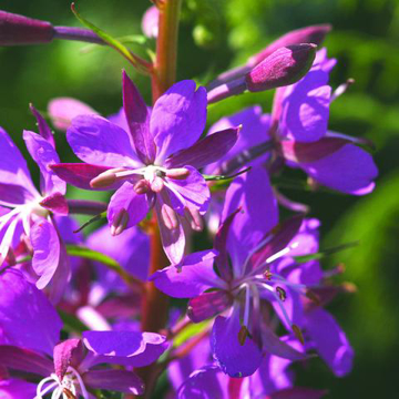 Rosebay Willowherb Bailey Flower Essence - 10ml stock Rosebay Willowherb Bailey Flower Essence - 10ml stock