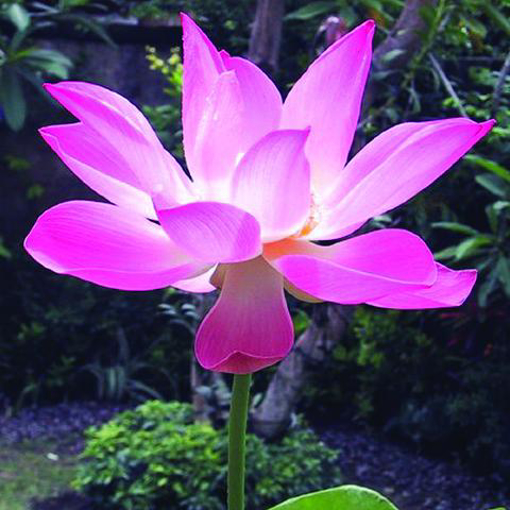Sacred Lotus Bailey Flower Essence - 10ml stock