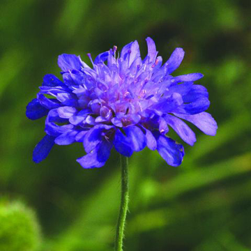 Scabious Bailey Flower Essence - 10ml stock Scabious Bailey Flower Essence - 10ml stock