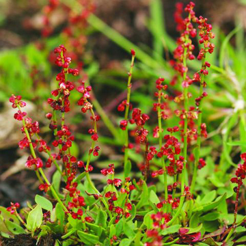Sheeps Sorrel Bailey Flower Essence - 10ml stock Sheeps Sorrel Bailey Flower Essence - 10ml stock