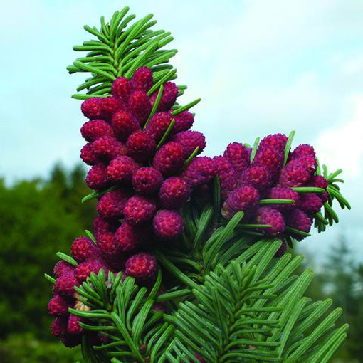 Siberian Spruce Bailey Flower Essence - 10ml stock