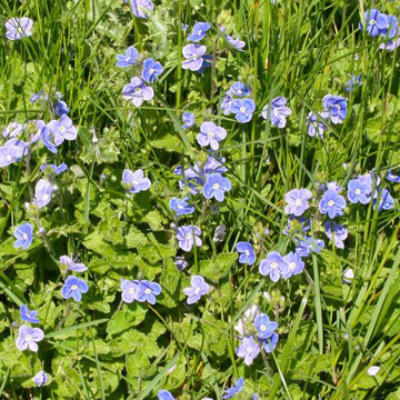 Speedwell Bailey Flower Essence - 10ml stock Speedwell Bailey Flower Essence - 10ml stock