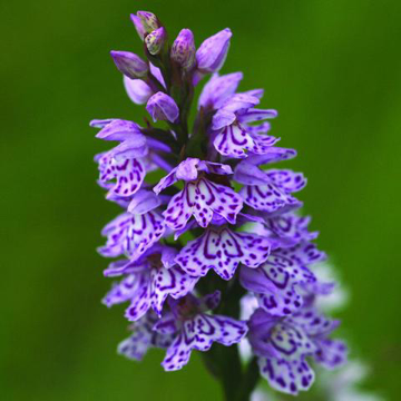 Spotted Orchid Bailey Flower Essence - 10ml stock Spotted Orchid Bailey Flower Essence - 10ml stock