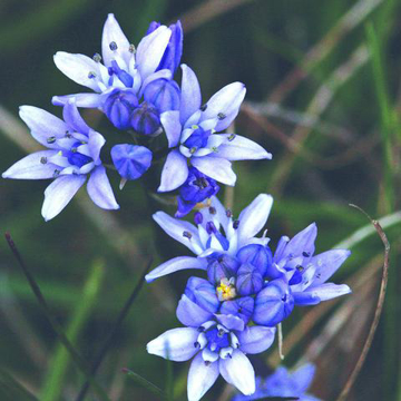 Spring Squill Bailey Flower Essence - 10ml stock Spring Squill Bailey Flower Essence - 10ml stock