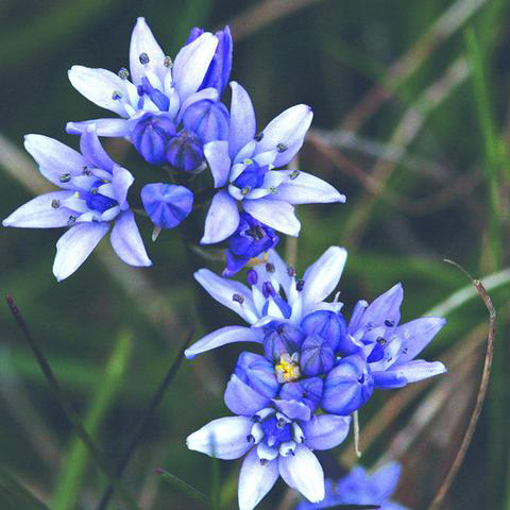 Spring Squill Bailey Flower Essence - 10ml stock