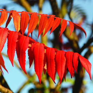 Sumach Bailey Flower Essence - 10ml stock Sumach Bailey Flower Essence - 10ml stock