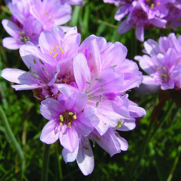 Show details for Thrift Bailey Flower Essence - 10ml stock Picture of Thrift Bailey Flower Essence - 10ml stock
