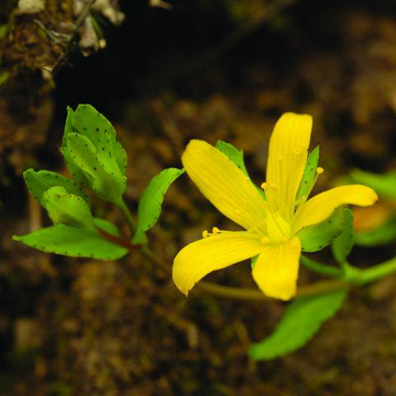 Show details for Trailing St. Johns Wort Bailey Flower Essence - 10ml stock Picture of Trailing St. Johns Wort Bailey Flower Essence - 10ml stock