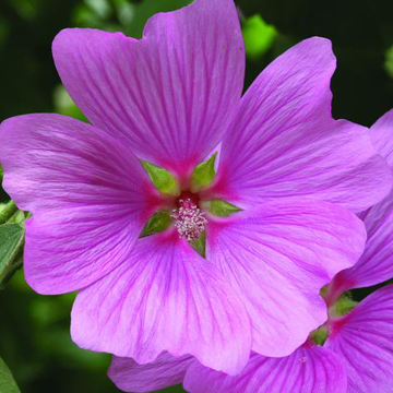 Tree Mallow Bailey Flower Essence - 10ml stock Tree Mallow Bailey Flower Essence - 10ml stock