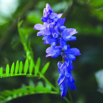 Tufted Vetch Bailey Flower Essence - 10ml stock Tufted Vetch Bailey Flower Essence - 10ml stock