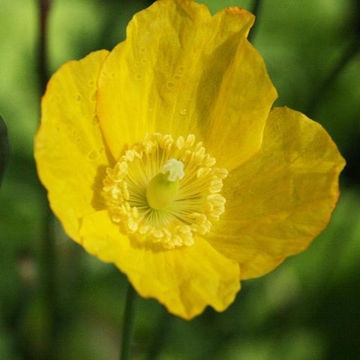 Welsh Poppy Bailey Flower Essence - 10ml stock Welsh Poppy Bailey Flower Essence - 10ml stock