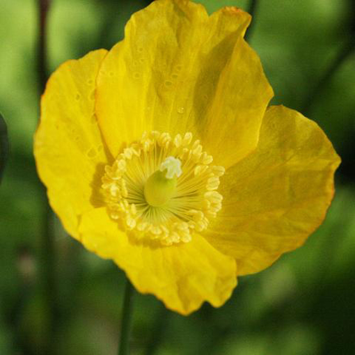 Welsh Poppy Bailey Flower Essence - 10ml stock