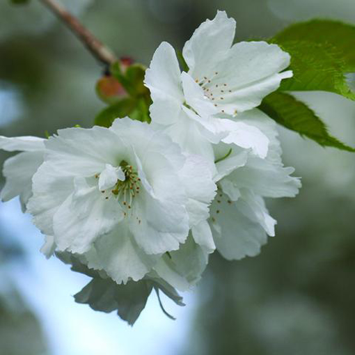 White Cherry Bailey Flower Essence - 10ml stock