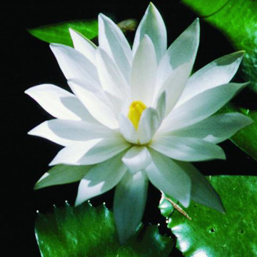 White Lotus Bailey Flower Essence - 10ml stock White Lotus Bailey Flower Essence - 10ml stock