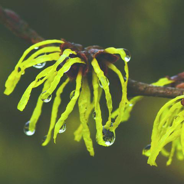 Witch Hazel Bailey Flower Essence - 10ml stock Witch Hazel Bailey Flower Essence - 10ml stock