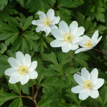 Wood Anemone Bailey Flower Essence - 10ml stock Wood Anemone Bailey Flower Essence - 10ml stock