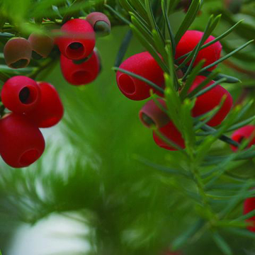 Yew Bailey Flower Essence - 10ml stock Yew Bailey Flower Essence - 10ml stock