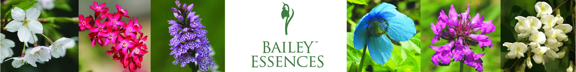 Bailey Flower Essences banner
