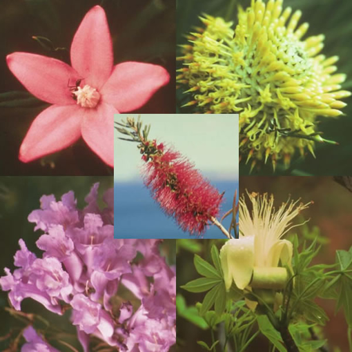 Australian Bush Personalised Flower Essence Combination.