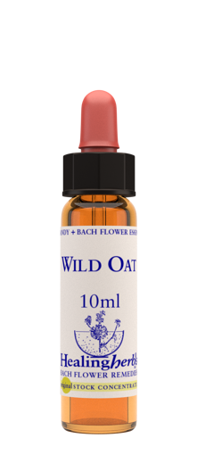 Wild Oat Bach Flower Remedy 10ml stock bottle