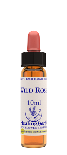 Wild Rose Bach Flower Remedy 10ml stock bottle