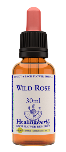 Wild Rose Bach Flower Remedy 30ml stock bottle
