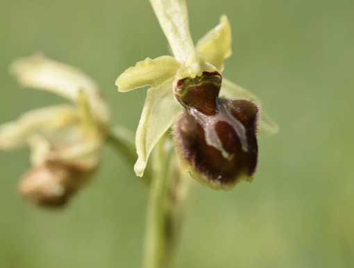 Early Spider Orchid 15ml Lightbringer Essence