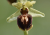 Early Spider Orchid Essence