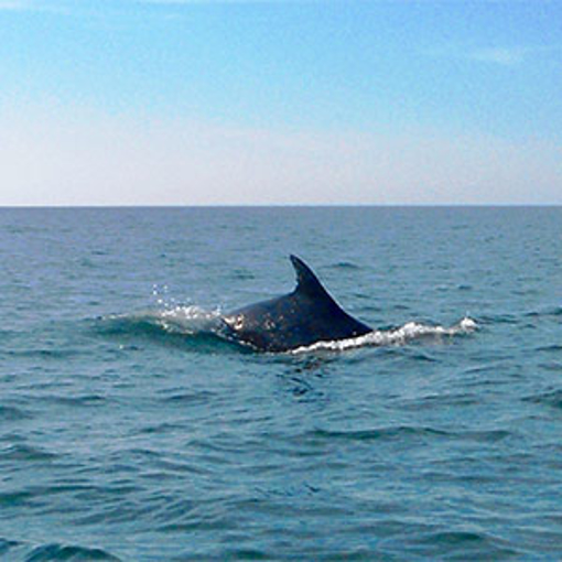 Dolphin Bay Atlantic Essence