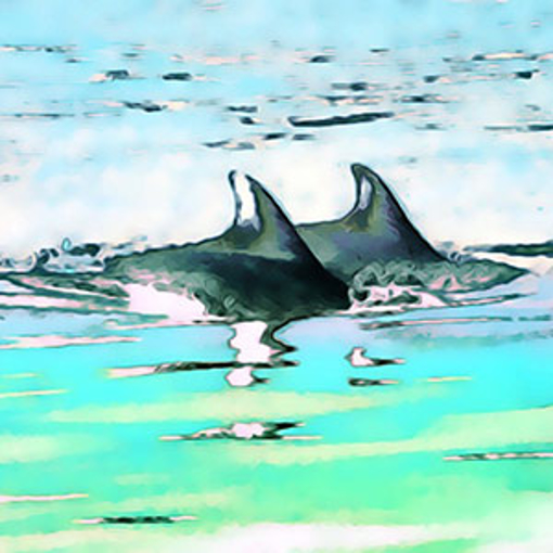 Dolphin Together Atlantic Essence