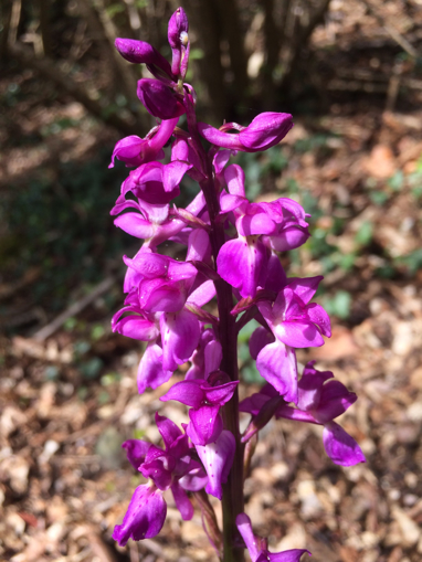 Picture of Early Purple Orchid - Centred in peace