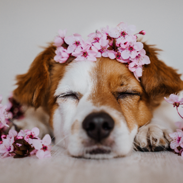 Show products in category Flower Essences for pets Picture for category Flower Essences for pets