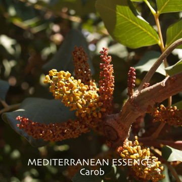 Show details for Carob   Mediterranean Essence Picture of Carob   Mediterranean Essence