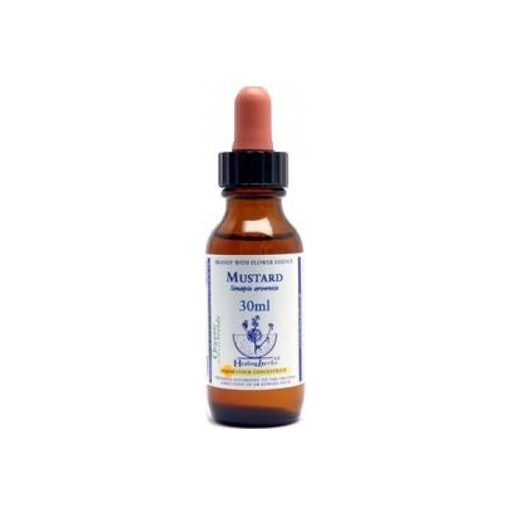 Picture of Mustard Bach Flower Remedy 30ml stock bottle