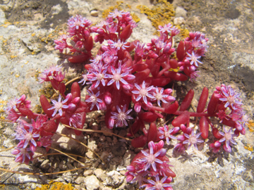 Show details for Blue Stonecrop Mediterranean Essence Picture of Blue Stonecrop Mediterranean Essence
